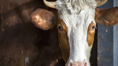 Srpske KRAVE sumnjaju u subvencije