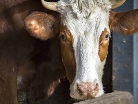 Pametna KRAVA iznenadila naučnike: Veronika uradila NEŠTO NEZAMISLIVO (VIDEO) 