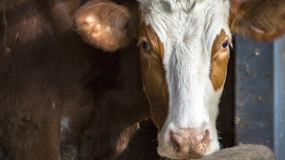 Pametna KRAVA iznenadila naučnike: Veronika uradila NEŠTO NEZAMISLIVO (VIDEO) 