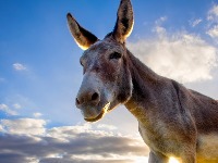 BALKANSKI MAGARAC: Najpotcenjenija životinja u srpskom stočarstvu 