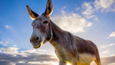 BALKANSKI MAGARAC: Najpotcenjenija životinja u srpskom stočarstvu 
