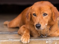 I psi mogu da budu u pubertetu: Evo koji su PRVI znaci i kako da izađete na kraj sa “tinejdžerom”