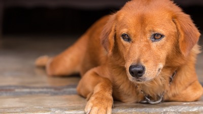 I psi mogu da budu u pubertetu: Evo koji su PRVI znaci i kako da izađete na kraj sa “tinejdžerom” I psi mogu da budu u pubertetu: Evo koji su PRVI znaci i kako da izađete na kraj sa “tinejdžerom”