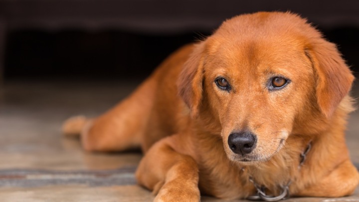 I psi mogu da budu u pubertetu: Evo koji su PRVI znaci i kako da izađete na kraj sa “tinejdžerom”