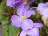 Ko je otkrio Natalijinu ramondu- simbol Dana primirja? Cvet feniks sa moćnom simbolikom