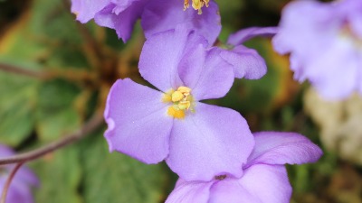 Ko je otkrio Natalijinu ramondu- simbol Dana primirja? Cvet feniks sa moćnom simbolikom