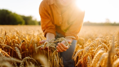 Ova žitarica puna je kolagena: Podmlađuje, jača kosti i čuva CREVA 