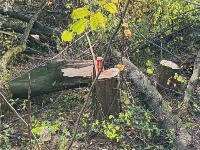 SSP: Isečeno 20 zdravih stabala na području Bajdine (FOTO)