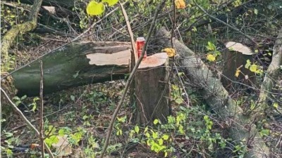 SSP: Isečeno 20 zdravih stabala na području Bajdine (FOTO)