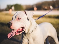 Dreser pasa upozorava da OVE 3 rase nikako nisu za porodice sa decom: Jedna od njih UJEDA mališane 