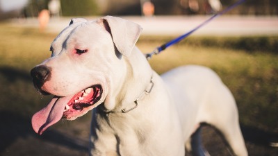 Dreser pasa upozorava da OVE 3 rase nikako nisu za porodice sa decom: Jedna od njih UJEDA mališane 