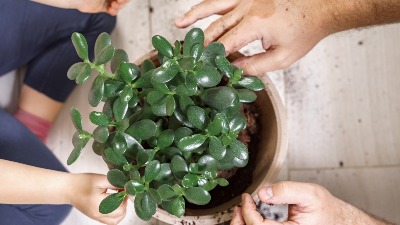 Što je bujnija to više PARA PRIVLAČI: Ubacite samo 2 sastojka u saksiju, krasula će rasti kao luda