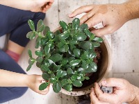 4 magične biljke koje donose NOVAC i SREĆU u vaš dom (FOTO) 