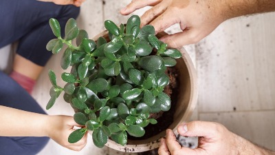 4 magične biljke koje donose NOVAC i SREĆU u vaš dom (FOTO) 