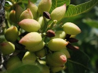 Ova biljka u Srbiji vredi 2.000 dinara po kg: Zovu je "zeleno zlato"