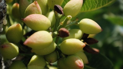 Ova biljka u Srbiji vredi 2.000 dinara po kg: Zovu je "zeleno zlato"