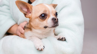 Većina pasa nosi vučji DNK – čak i čivave: Ove dve rase se posebno izdvajaju