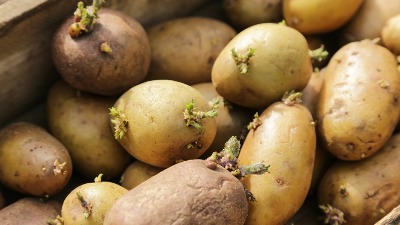 Kako sprečiti klijanje krompira? Trik naših baka sa OVOM voćkom provereno radi 