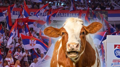 HRVATI SU OVIH DANA U ŠOKU Kako je Vučiću pošlo za rukom da Srbija ima više krava muzara od njih?