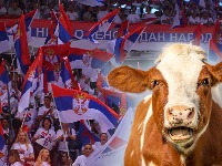 NEĆE KRAVA DA JE VLAST MUZE Opet ti studenti i seljaci
