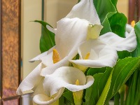 Cvet koji krade sreću: Bolje je da ga NE UNOSITE u kuću (FOTO) 