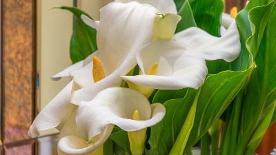 Cvet koji krade sreću: Bolje je da ga NE UNOSITE u kuću (FOTO) 