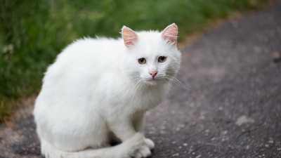 Svi znamo za crnu, ali šta znači kada nam BELA MAČKA pređe put? Veruje se da nosi jaku poruku 