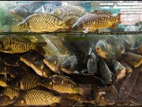  UVOZIMO PASTRMKE I ŠARANE: Soma valjda imamo?