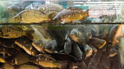  UVOZIMO PASTRMKE I ŠARANE: Soma valjda imamo?