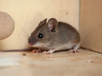 OVA 4 mirisa će OTERATI MIŠEVE I PACOVE iz vašeg doma zauvek