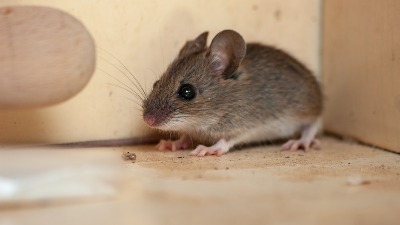 OVA 4 mirisa će OTERATI MIŠEVE I PACOVE iz vašeg doma zauvek