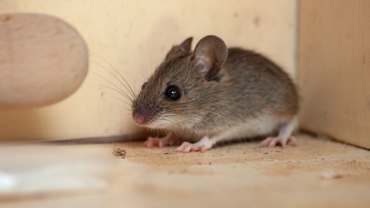 OVA 4 mirisa će OTERATI MIŠEVE I PACOVE iz vašeg doma zauvek