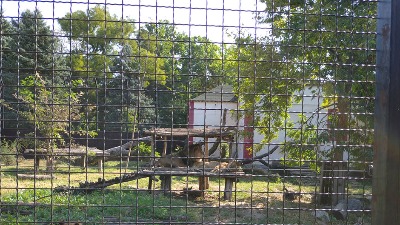 "Tendenciozno dezinformisanje javnosti": Uprava ZOO vrta Palić odbacuje optužbe o lošem stanju