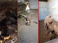 Najpotresniji snimak izmučenog tigra u Zoo vrtu na Paliću: Krivična prijava zbog zanemarivanja životinja (VIDEO)