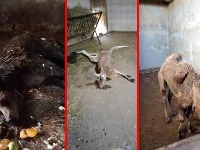 Ministarstvo: Inspekcija nije utvrdila zanemarivanje životinja u Zoo vrtu "Palić"