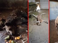 Skandal u Zoo vrtu "Palić": Otkazi savesnim radnicima, a životinje masovno umiru (FOTO)