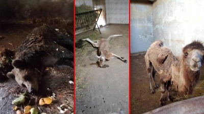 Skandal u Zoo vrtu "Palić": Otkazi savesnim radnicima, a životinje masovno umiru (FOTO)