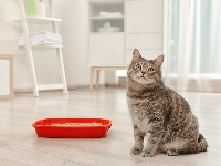 Zašto mačka ODBIJA DA JEDE? Razlog može biti totalno NEOČEKIVAN 