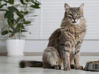 Predenjem protiv stresa: Izložba mačaka u Dorćol Platzu