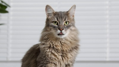 Predenjem protiv stresa: Izložba mačaka u Dorćol Platzu