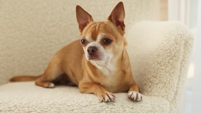 Veterinarka otkriva 5 rasa pasa koji NAJDUŽE ŽIVE 