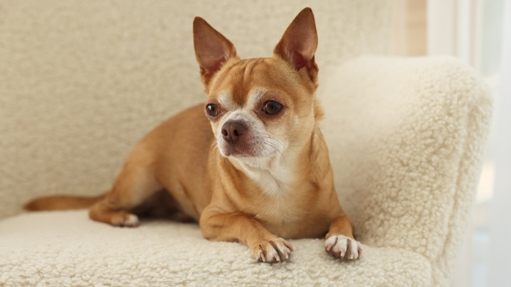 Veterinarka otkriva 5 rasa pasa koji NAJDUŽE ŽIVE 