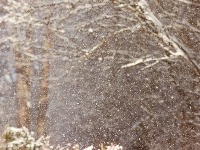 VEJE KAO USRED ZIME Sneg na prvi dan proleća (VIDEO)