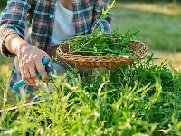 Ova biljka donosi veliku ZARADU: Laka je za održavanje, a može da se gaji i na balkonu (FOTO) 