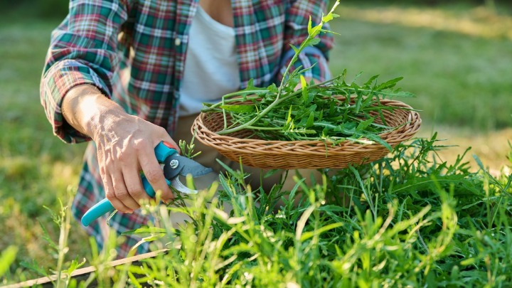 Ova biljka donosi veliku ZARADU: Laka je za održavanje, a može da se gaji i na balkonu (FOTO) 