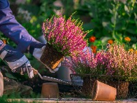 Biljka kojoj hladnoća ne smeta: Neka vaša terasa bude prelepa i zimi: