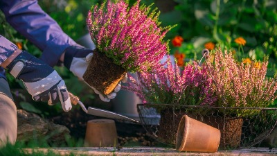 Biljka kojoj hladnoća ne smeta: Neka vaša terasa bude prelepa i zimi: