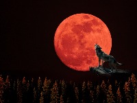 Stiže nam VUČJI MESEC: Evo šta prvi PUN MESEC u 2026. donosi svim znacima 