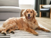 Veterinarka otkriva 5 NAJINTELIGENTNIJIH rasa pasa: "Oni znaju ako vlasniku nije dobro"