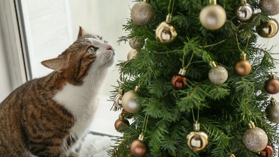 Priča o jelci na moru postala HIT NA MREŽAMA: Svi su mislili da je plod veštačke inteligencije (VIDEO) 